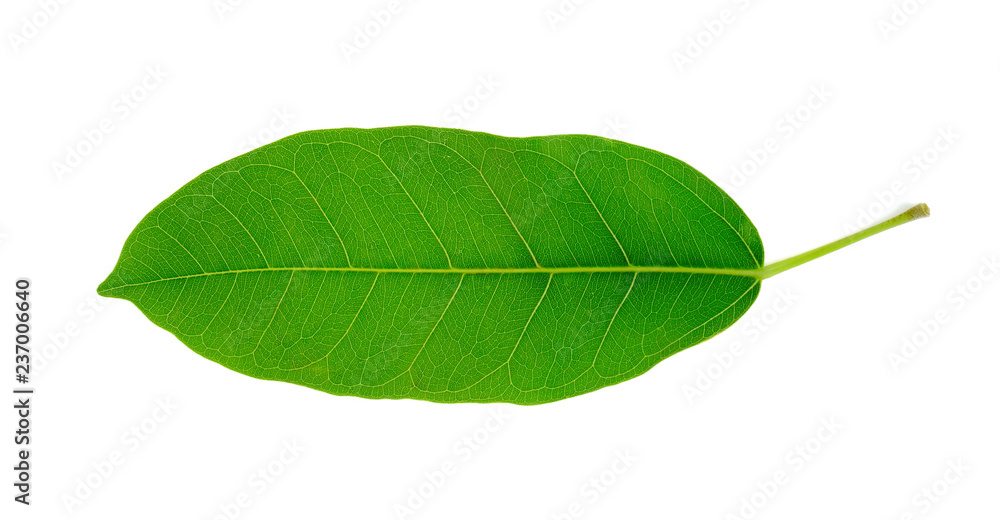 Obraz premium Tropical leaves on white background