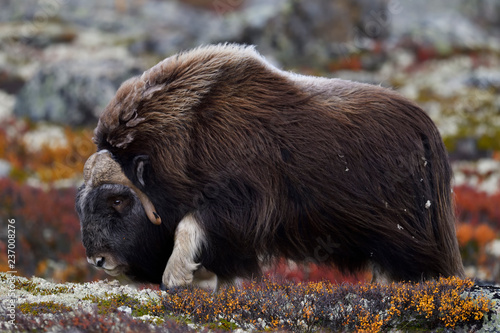 Muskoxe in mountain landscape with autumn colors photo