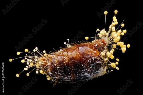 Yellow Fungus on an Ant's Abdomen releases spores, Tolland, CT