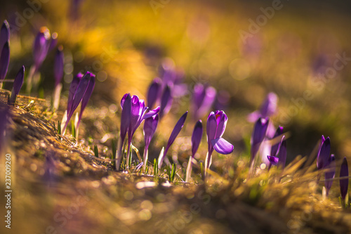 Spring in Tatra Mountains 