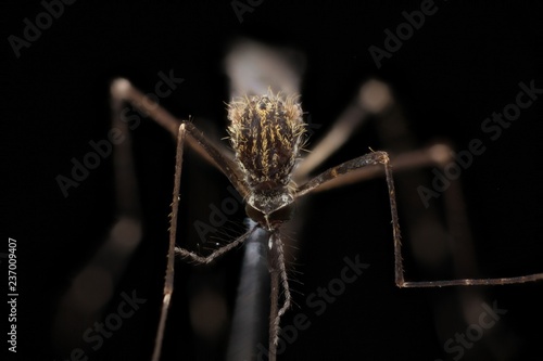 Aedes Vexans photo