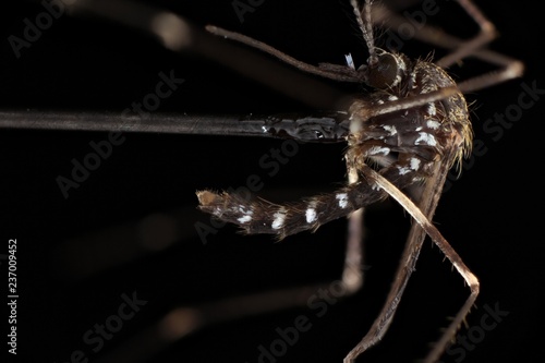 Aedes Vexans photo