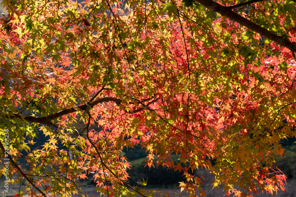 Autumn leaves of Chiba city, Chiba prefecture, Japan / Izumi Nature Park in Chiba City, Chiba prefecture, Japan Autumn leaves of Chiba city, Chiba prefecture, Japan / Izumi Nature Park in Chiba City, Chiba prefecture, Japan