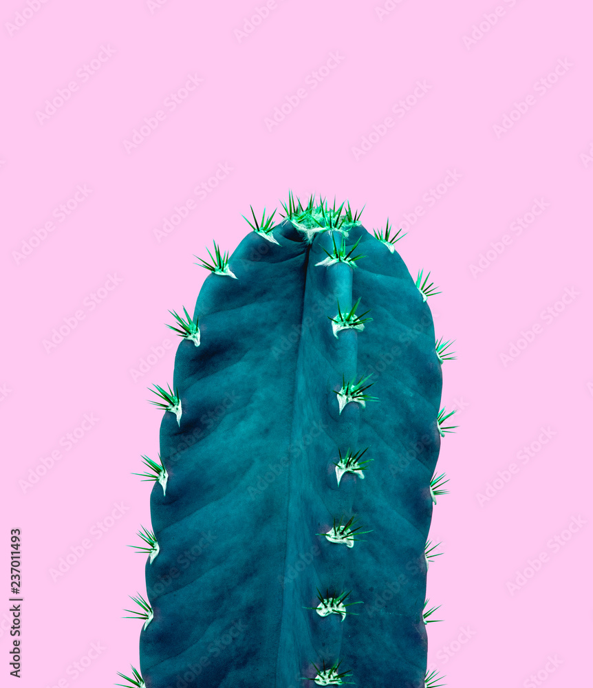 Obraz zamknąć izolować zielony kaktus na białym tle
