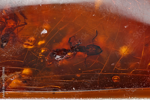 Ant In Amber, Dominican Republic photo