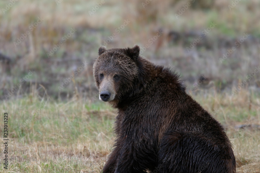 Fototapeta premium Large Grizzly Bear Yellowstone National Park