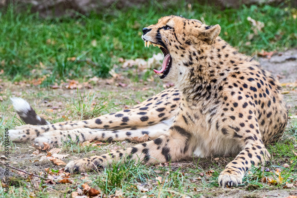 Gepard Stock Photo | Adobe Stock