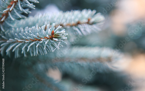 Pine tree branches covered with snow. Winer background.