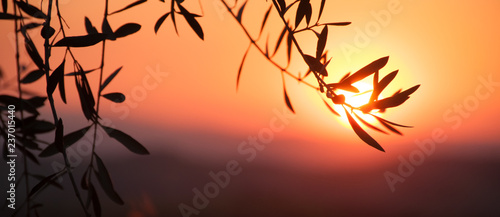 Φωτογραφία Silhouette of olive branch on the background of the setting sun in Tuscany