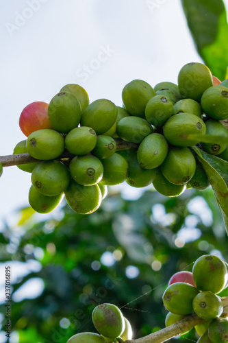 Ripe coffee tree, coffee beans, coffee farm, Mocha and Catimor coffee tree. Photo use in advertising, design, marketing photo