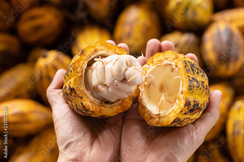 Quadro su tela man holding a ripe cocoa fruit inhand with beans inside.