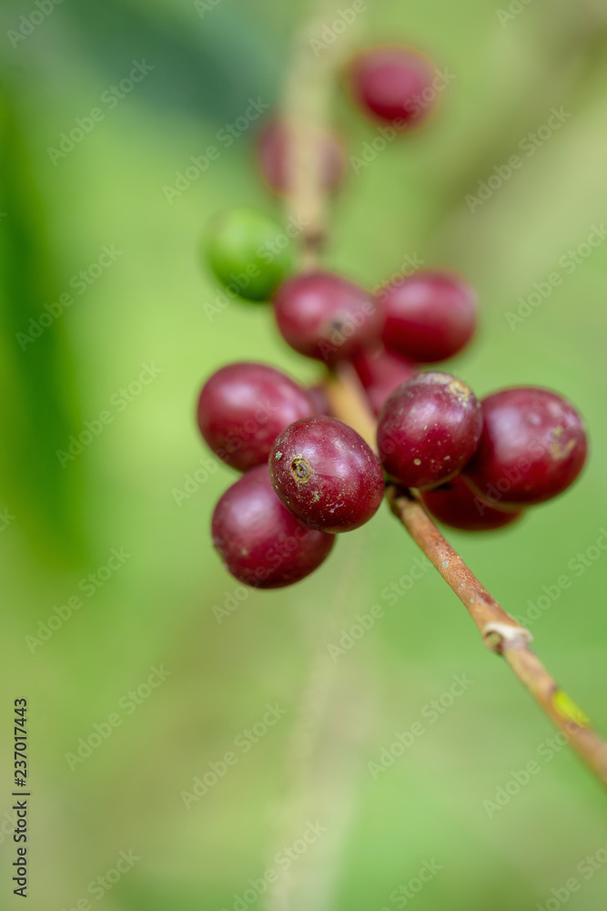 Fresh Arabica Coffee beans ripening on tree in North of thailand Fresh Arabica Coffee beans ripening on tree in North of thailand