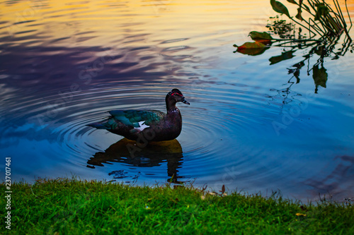 vibrant ducks in pond lake swimming grass sky 