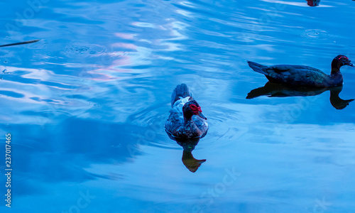 vibrant ducks in pond lake swimming grass sky 