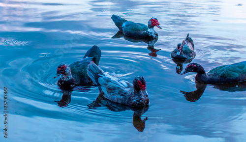 vibrant ducks in pond lake swimming grass sky 