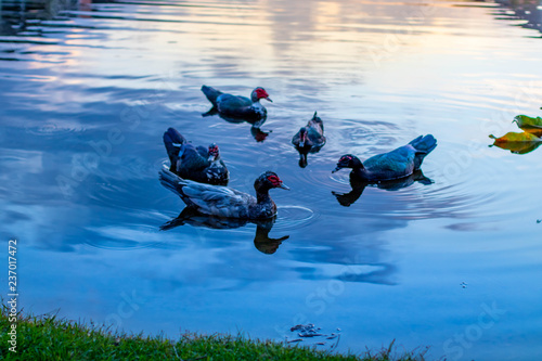 vibrant ducks in pond lake swimming grass sky 