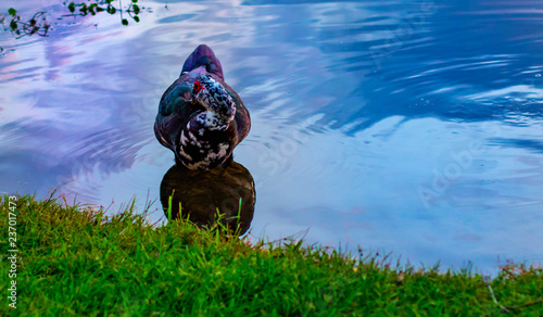 vibrant ducks in pond lake swimming grass sky 