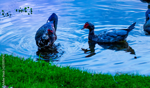 vibrant ducks in pond lake swimming grass sky 