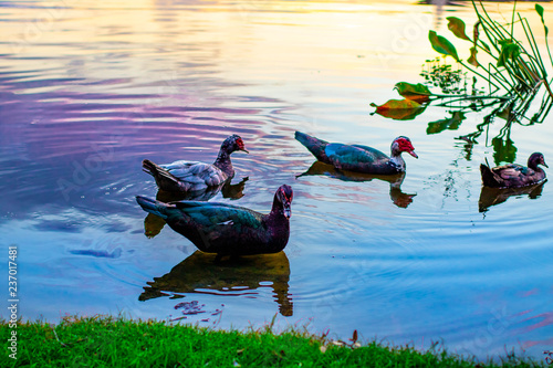 vibrant ducks in pond lake swimming grass sky 