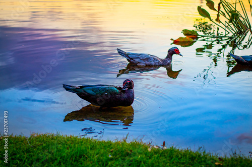 vibrant ducks in pond lake swimming grass sky 
