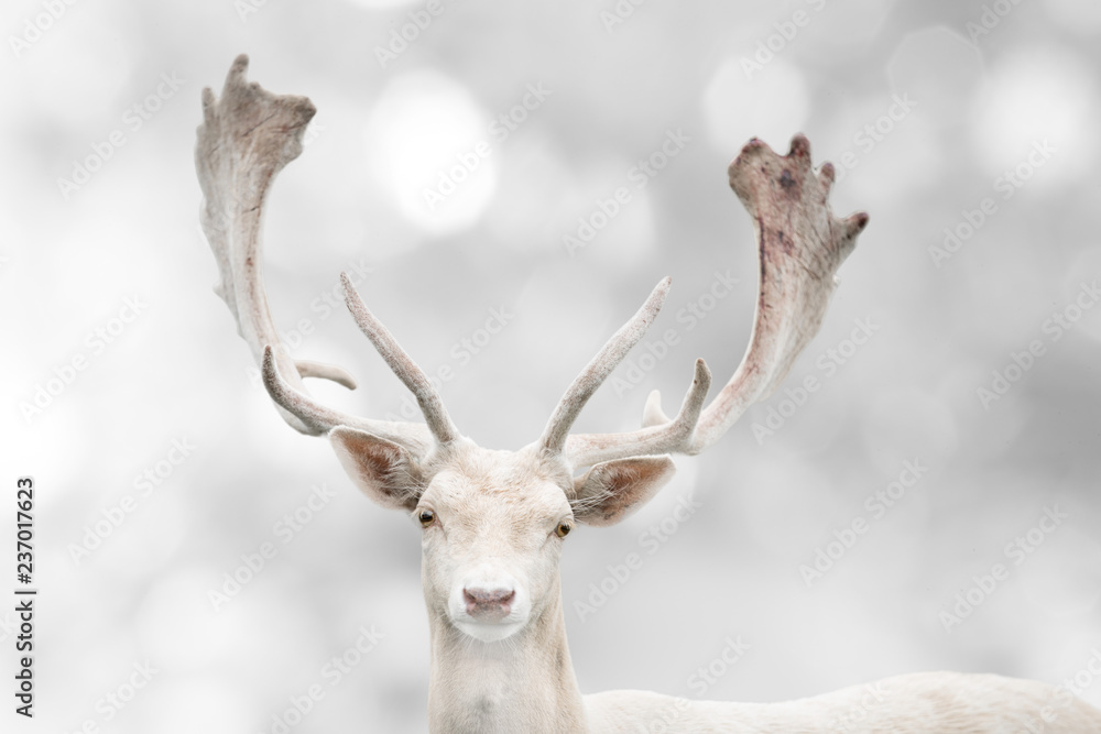 Fototapeta premium Portrait of beautiful white fallow deer in winter time.
