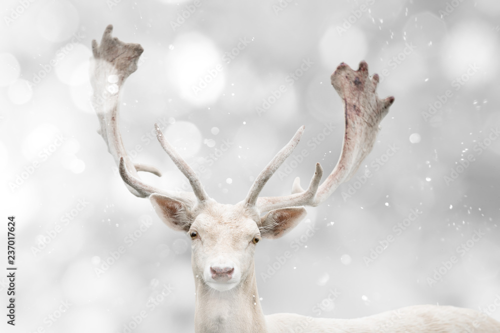 Portrait of beautiful white fallow deer in winter time. Portrait of beautiful white fallow deer in winter time.