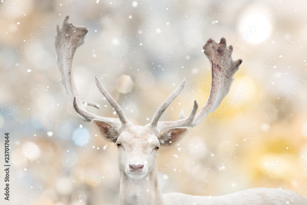 Portrait of beautiful white fallow deer in winter time. Portrait of beautiful white fallow deer in winter time.