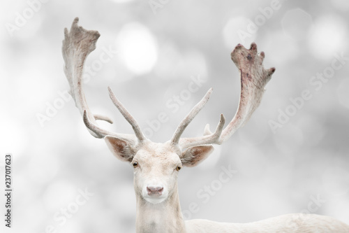 Portrait of beautiful white fallow deer in winter time.