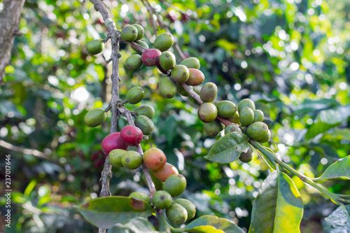 Ripe coffee tree, coffee beans, coffee farm, Mocha and Catimor coffee tree. Photo use in advertising, design, marketing photo