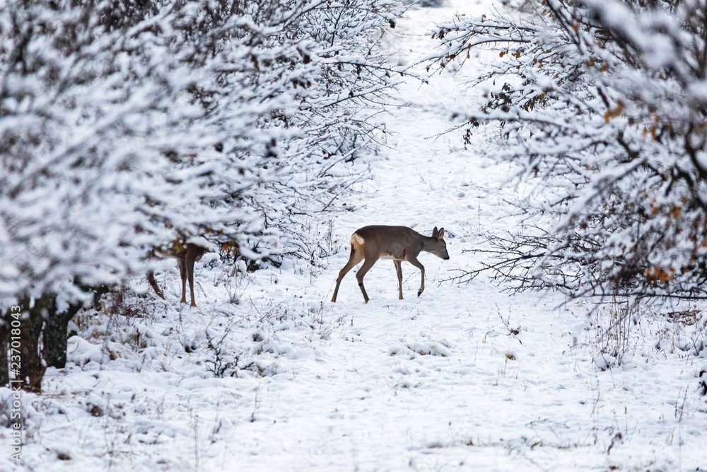 Roe deer Capreolus capreolus in winter. Roe deer with snowy background. Wild animal with snowy trees on background. Roe deer Capreolus capreolus in winter. Roe deer with snowy background. Wild animal with snowy trees on background.