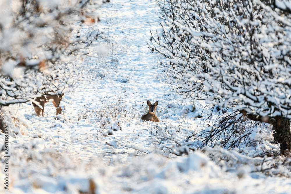Roe deer Capreolus capreolus in winter. Roe deer with snowy background. Wild animal with snowy trees on background.
