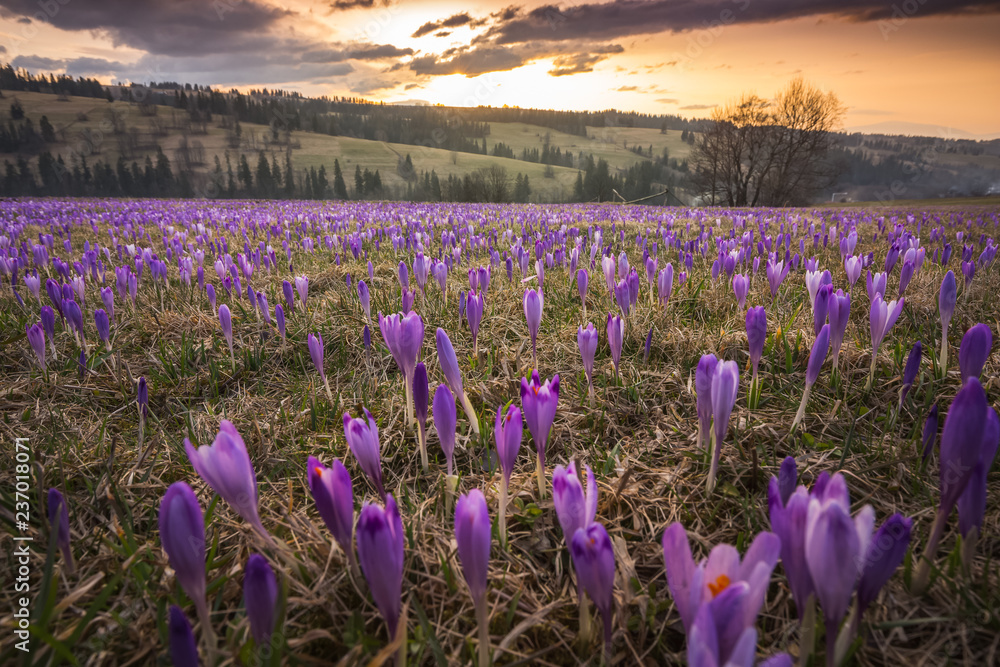 Naklejka premium Spring in polish Tatra Mountains