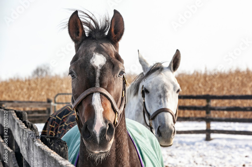 Close-up of the head of a bay horse and a grey horse behind her in the winter with snow and a corn field.