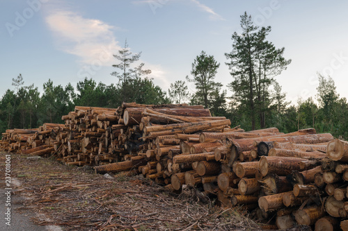 pile of cut logs in the forest. Forest deforestation