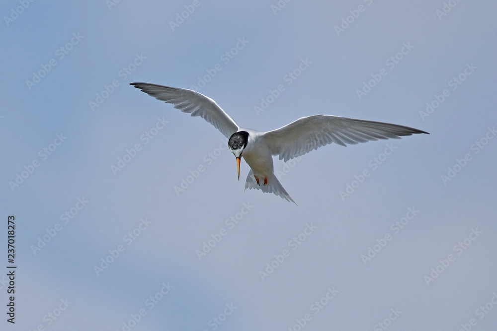 Little tern (Sternula albifrons) Little tern (Sternula albifrons)
