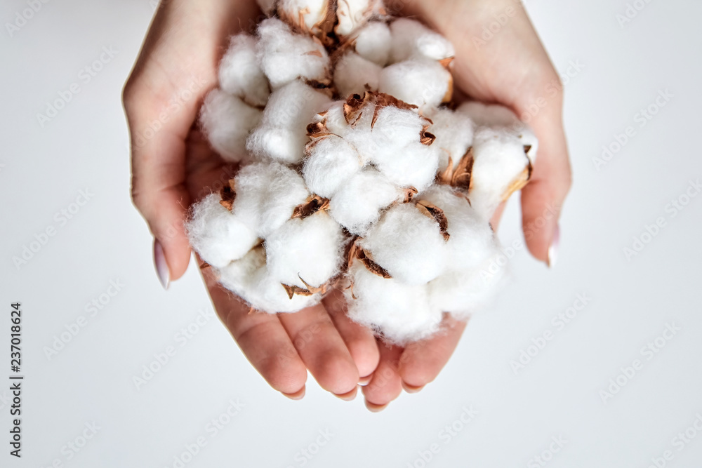 Heap of white cotton flowers in the palms of woman Heap of white cotton flowers in the palms of woman