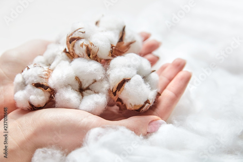 White cotton flowers in the hands photo