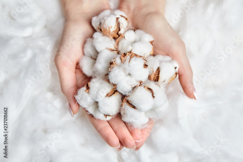 Heap of white cotton flowers in the gentle hands of woman