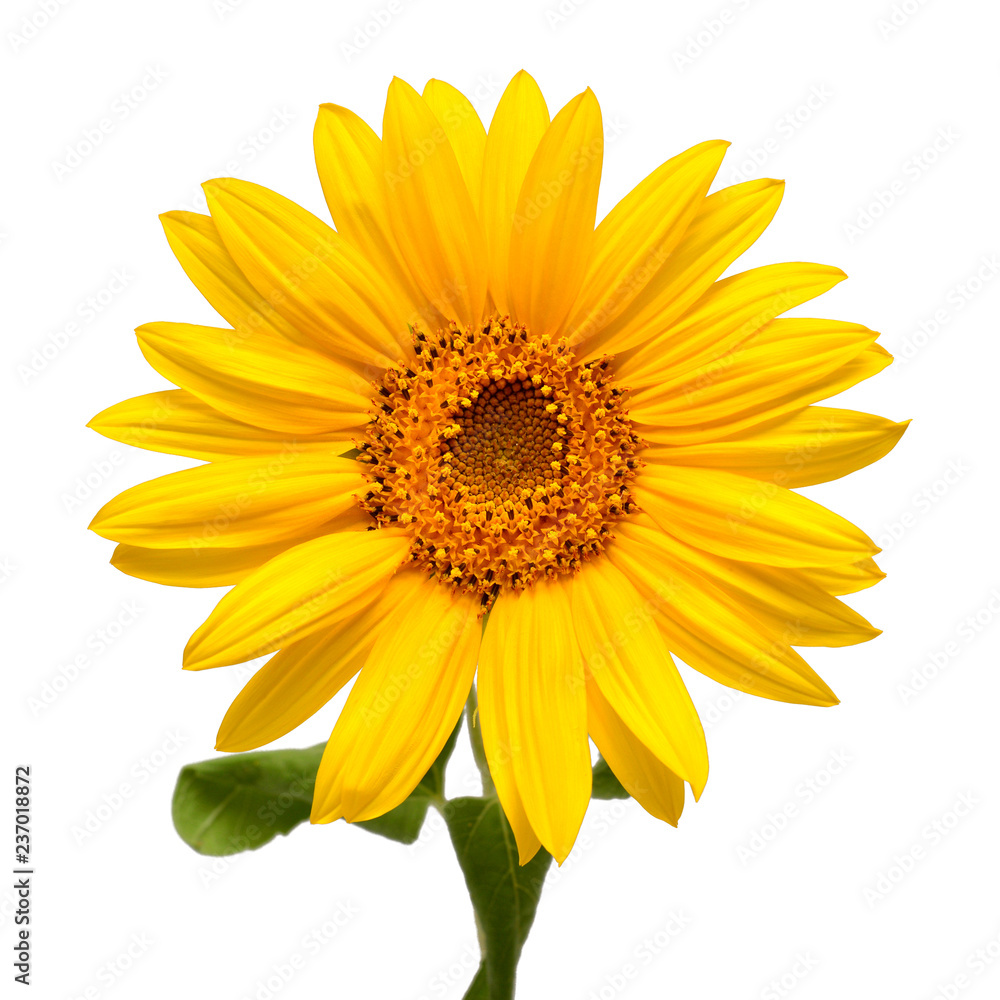 Flower of sunflower head isolated on white background. Seeds and oil. Flat lay, top view Flower of sunflower head isolated on white background. Seeds and oil. Flat lay, top view