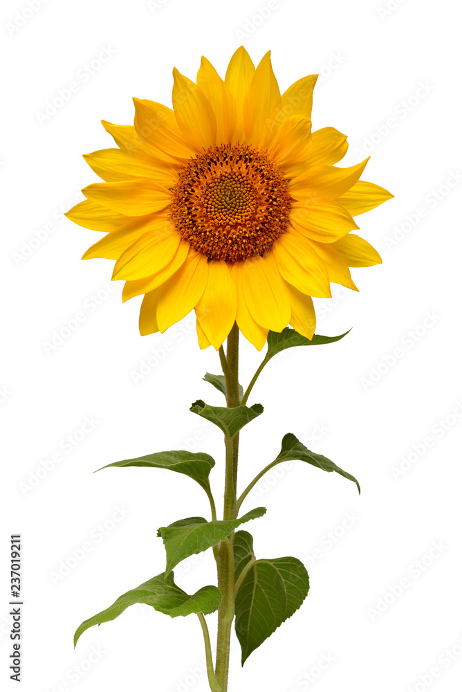 Obraz premium Flower of sunflower isolated on white background. Seeds and oil, food. Flat lay, top view