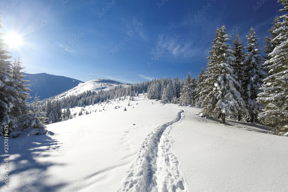 Trail in the snow. Winter tourism