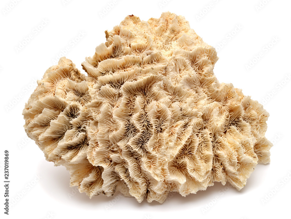 Fototapeta premium Kolekcja koralowców na białym tle. Koncepcja kreatywna, życie morskie