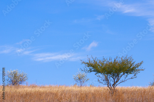 standalone tree standing on some plain among yellow dry grass