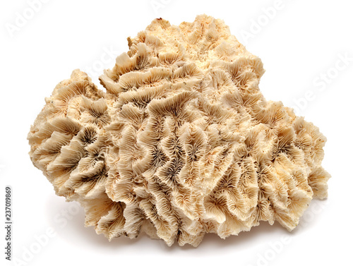 Collection coral isolated on white background. Creative concept, marine life