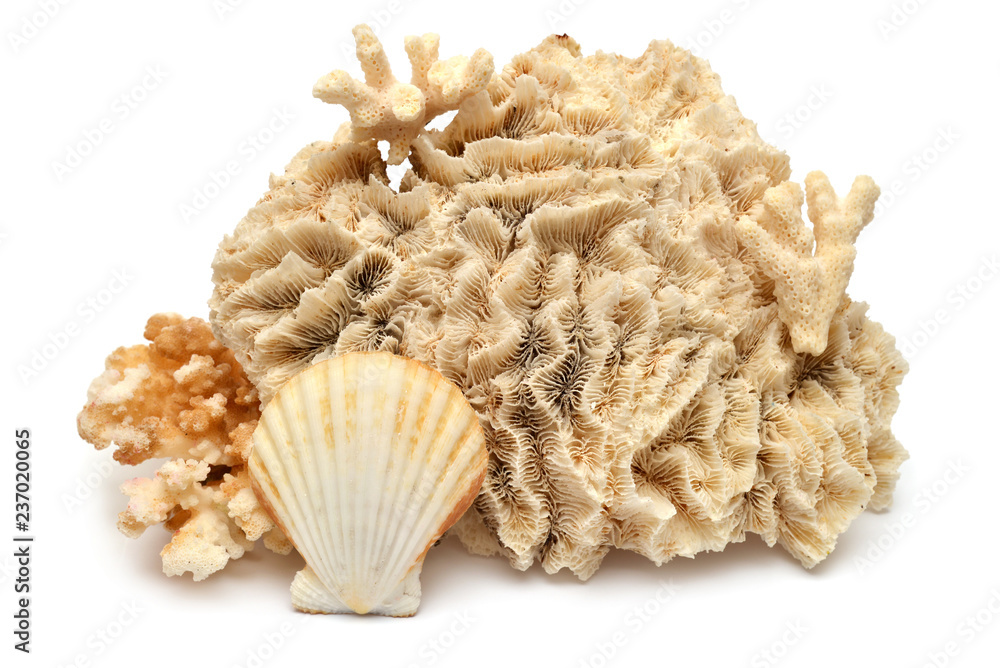 Fototapeta premium Kolekcja muszli i koralowców na białym tle. Koncepcja kreatywna, życie morskie