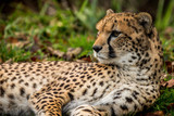 cheetah at rest