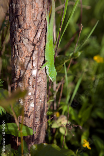 Green Anole