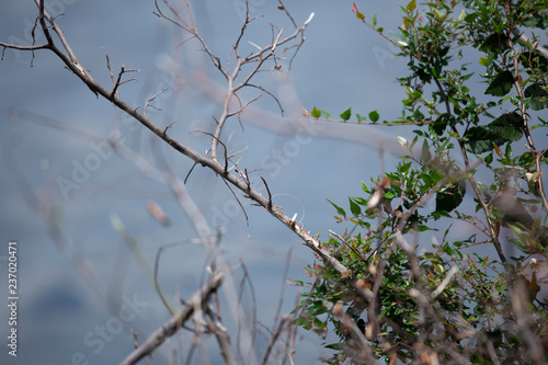 Bramble and Water photo