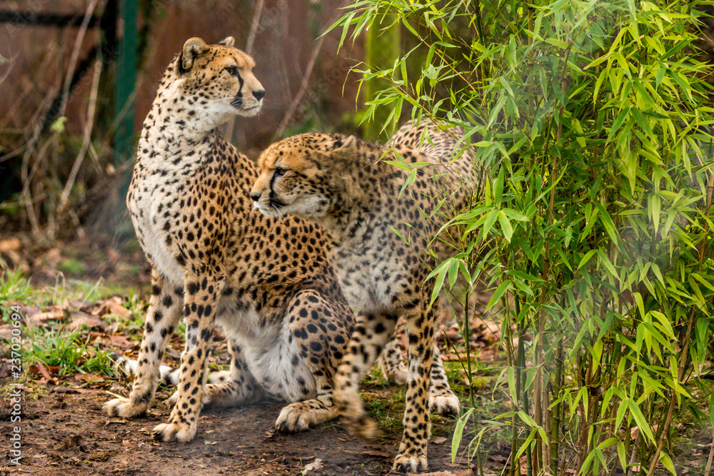 cheetah cheetah