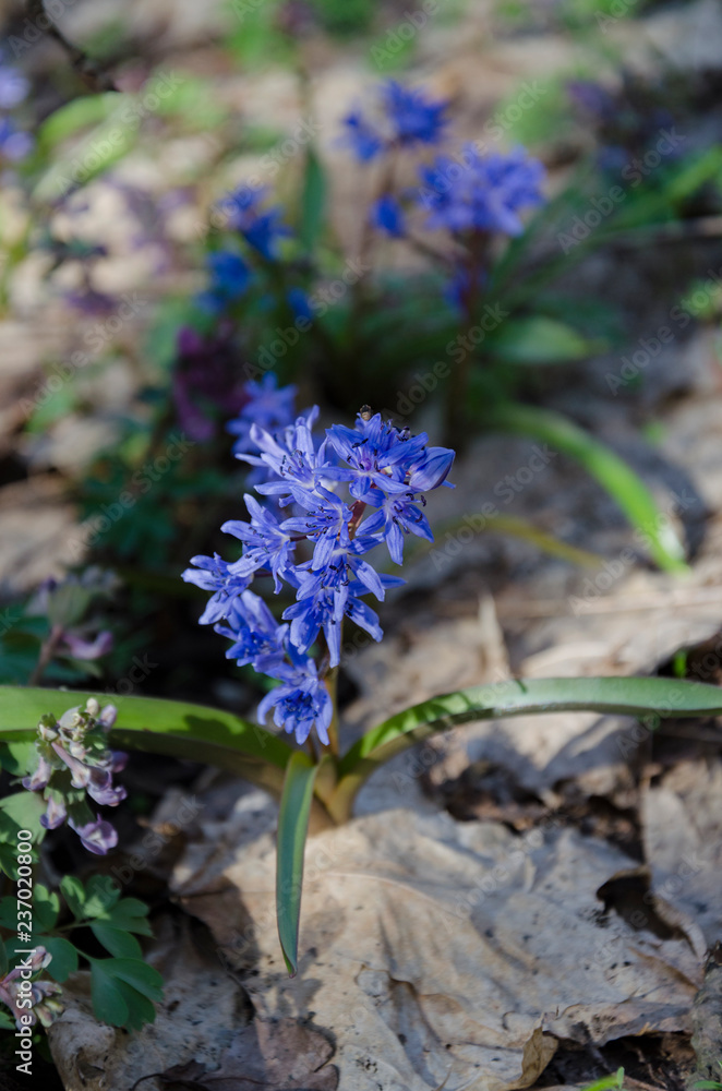 bloom blue snowdrop bloom blue snowdrop